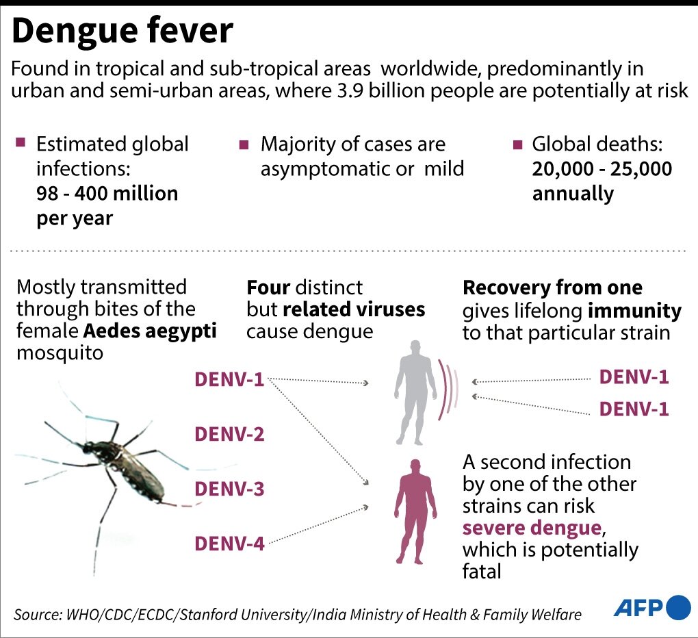 Dengue And Dengue Fever Symptoms Causes Diagnosis Treatment My Xxx