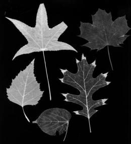 The lifeblood of leaves: Vein networks control plant patterns