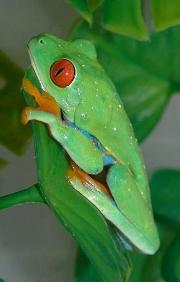 bakke sej bjærgning Red-eyed tree frogs use vibrations as a means of communication