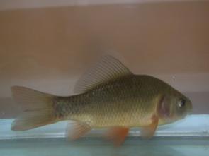 Physiology Allows Crucian Carp to Survive without Oxygen