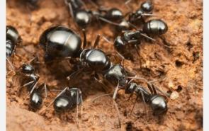 Ancient Ants Arose 140 168 Million Years Ago