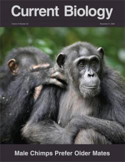 Male chimpanzees prefer mating with old females