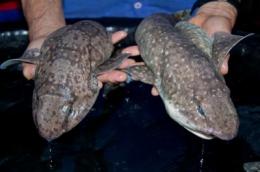 FlipFact (February 8, 2020): This is what a blobfish really looks like -  FlipScience - Top Philippine science news and features for the inquisitive  Filipino.