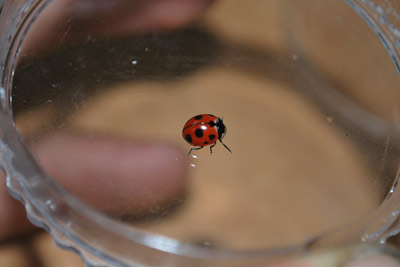 Spotting rare, native ladybugs  Friends of the Mississippi River