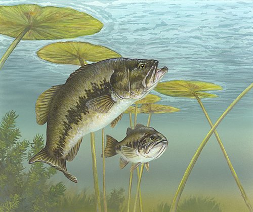 Florida bass - Wikipedia