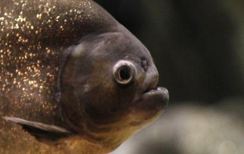 Piranha tops T Rex in the bite league, study finds