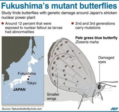 Fukushima 'caused mutant butterflies'