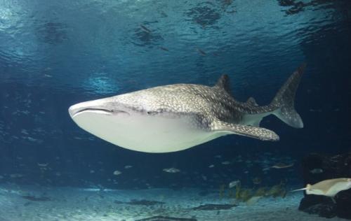 Scientists Discover the Largest Assembly of Whale Sharks Ever Recorded