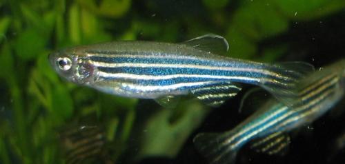 photo of Startled fish escape using several distinct neuronal circuits image