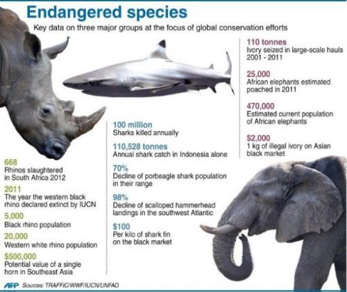 rhinoceros horn value