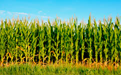 corn crops