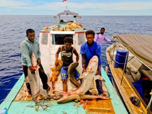 Q&A with Indonesian crew abused on Chinese shark-finning boat - South  Africa Today