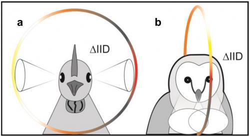 How birds get by without external ears