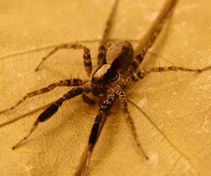 Blog - The Big Scary Wolf Spider Isn't All That Bad