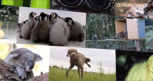 Nature offers video of 10 cutest animals of 2014