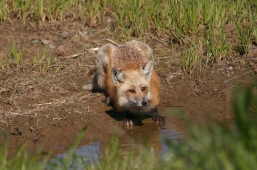 Human-Driven Speciation: Did We Cause the Red Fox to Evolve Itself?