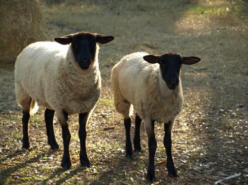 A sheep's early life experiences can shape behavior in later life