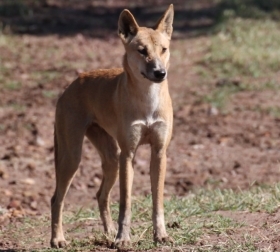 Petition · Dingo Conservation is Crucial for Biodiversity ·