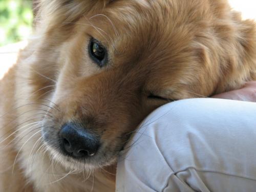 what does oxytocin do to dogs