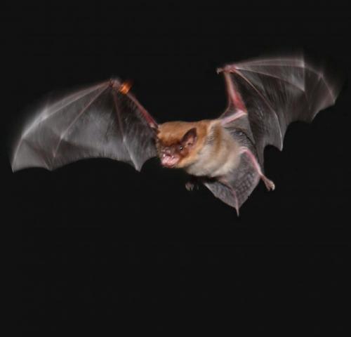 Invalidez Denso muelle Foraging bats can warn each other away from their dinners