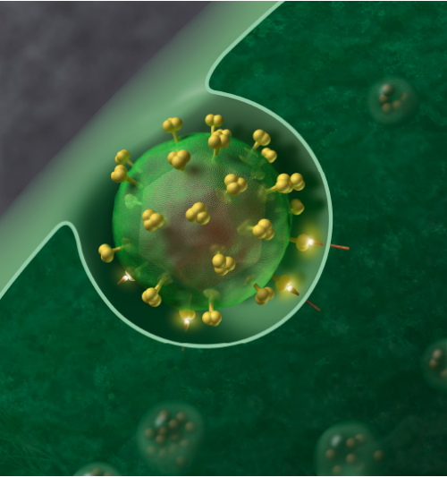 How hepatitis C virus evades the immune syste