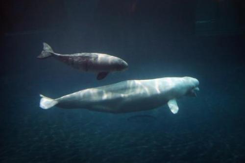 Belugas with 'kitty-litter disease' threaten Inuit