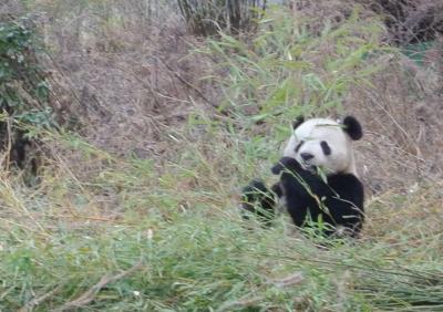 Livestock found ganging up on pandas at the bamboo buffet