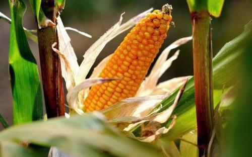 French scientists revive assault on pesticide, GM corn (Update)