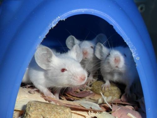 Unraveling the diversity of the wild house mouse