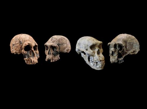 hominid evolution timeline