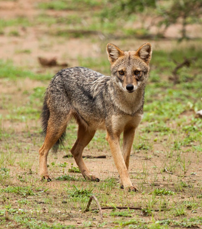 are jackals and wild dogs the same