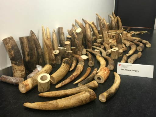 Swiss seize $400,000 ivory haul in transit to China
