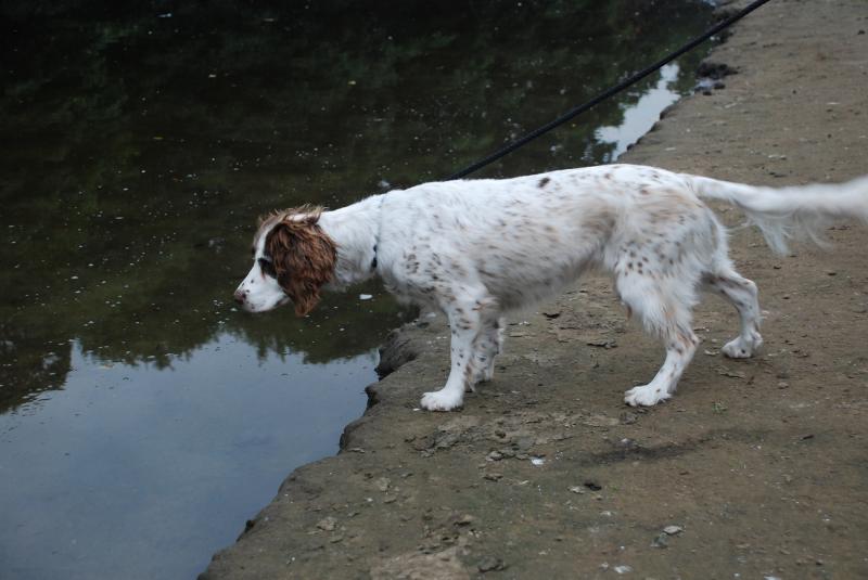 can cadaver dogs smell bones