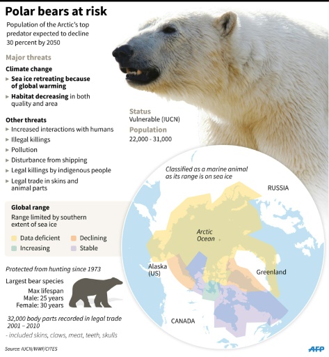 Canada's Hudson Bay polar bear population plummets as climate change warms  Arctic