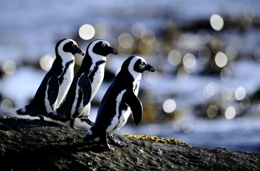 Imperilled African penguins pose scientific mystery