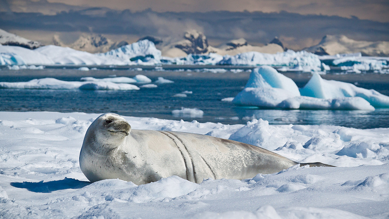 Antarctica's wildlife in a changing climate
