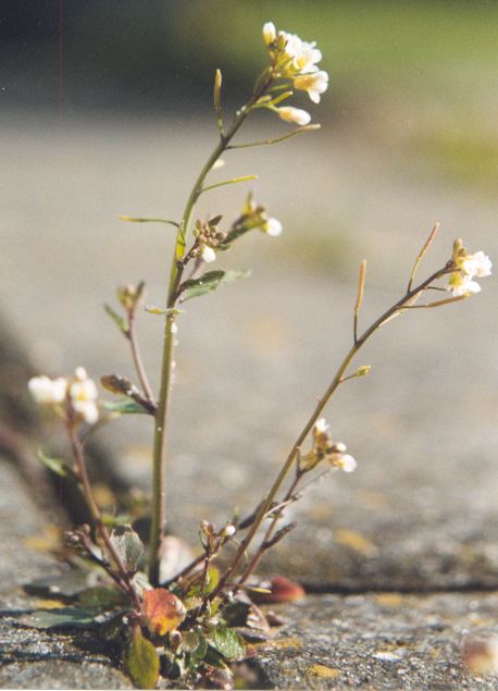 Researchers fill final gaps in Arabidopsis genome sequence