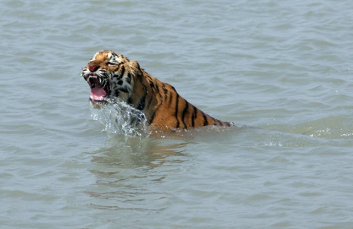 Bangladesh discovers only 100 tigers in famed Sundarbans
