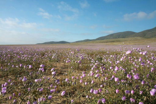 Chile planea central hidroeléctrica en el desierto