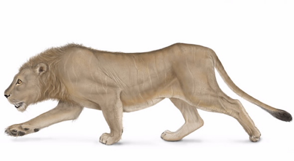 panthera leo fossilis