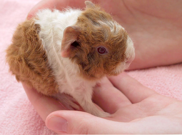 diseases guinea pigs can get