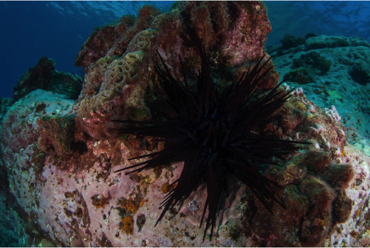 Travellers' impact on coral reefs