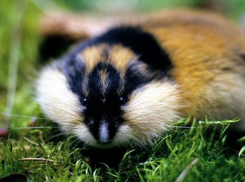 DNA from fossils reveal the origin of the Norwegian lemming