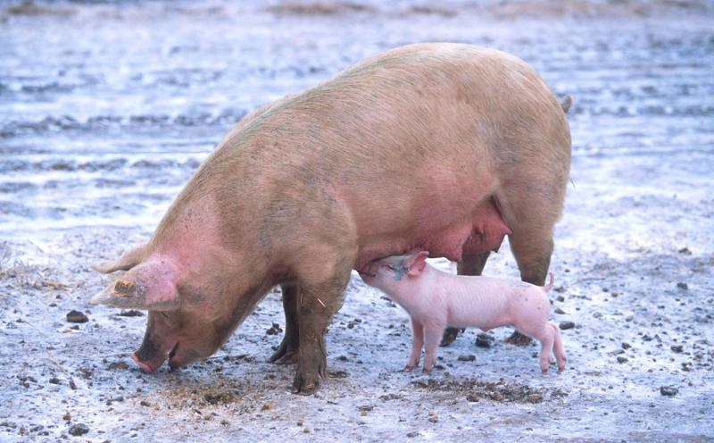 Modern pigs found to have more wild boar genes than thought