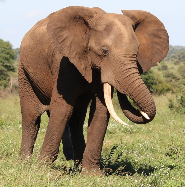Elephants and other large herbivores are vanishing from the wild, with prof...