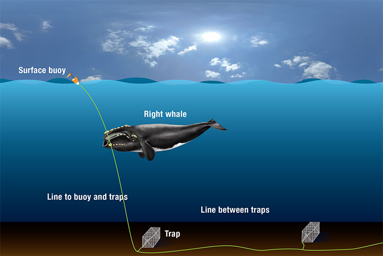 Study measures drag from fishing gear entanglements on North Atlantic right  whales