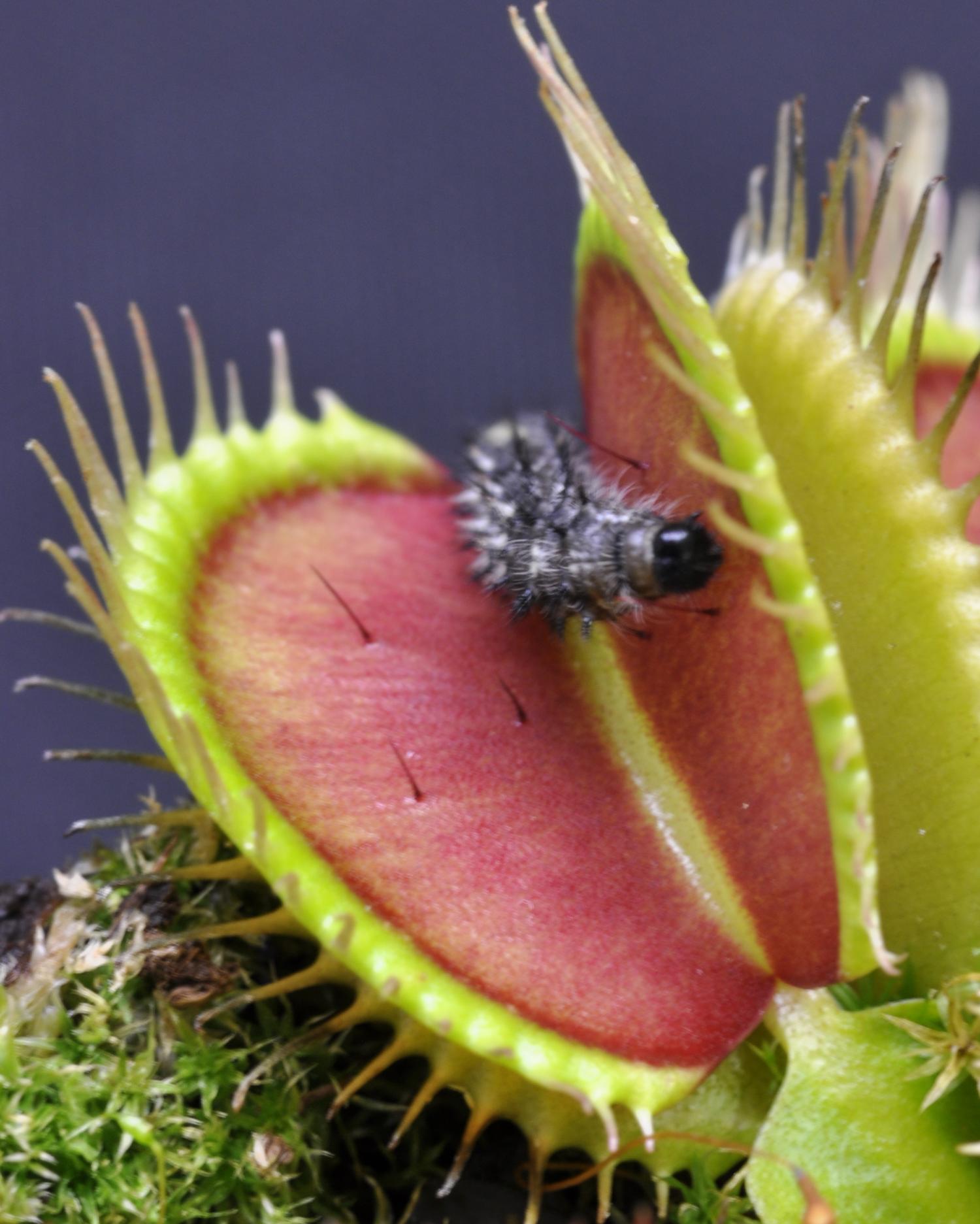 Venus flytrap exploits plant defenses in carnivorous lifestyle