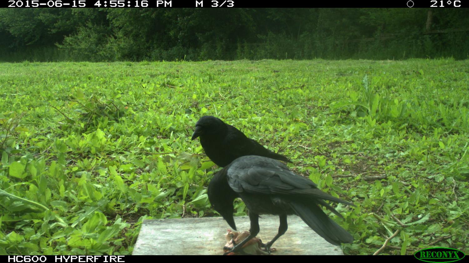 Scavenger crows provide public service, research shows