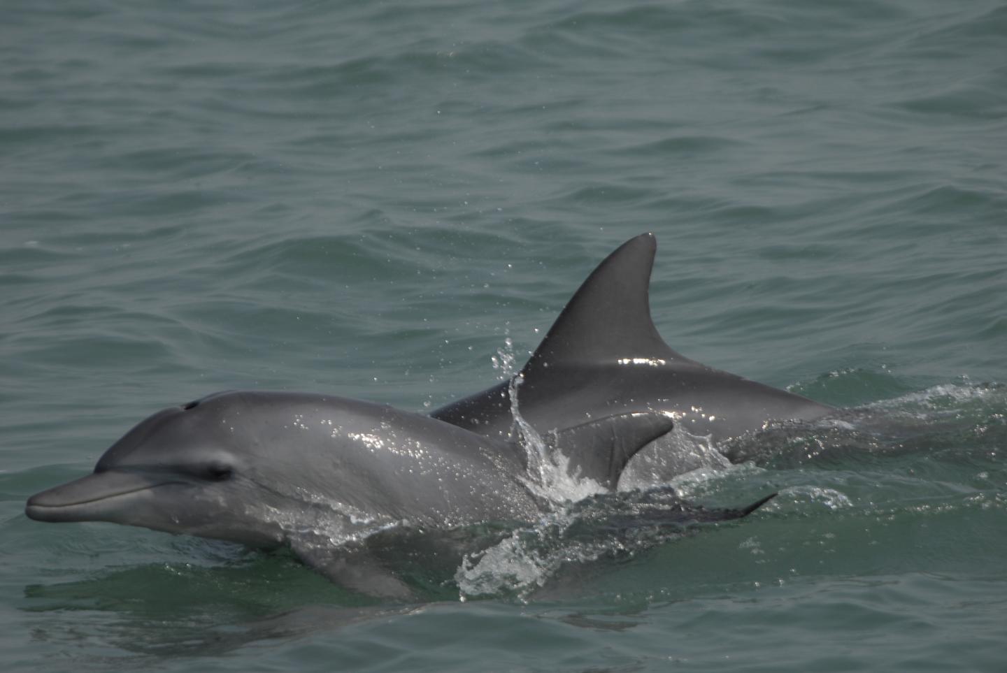 Scientists studying dolphins find Bay of Bengal a realm of