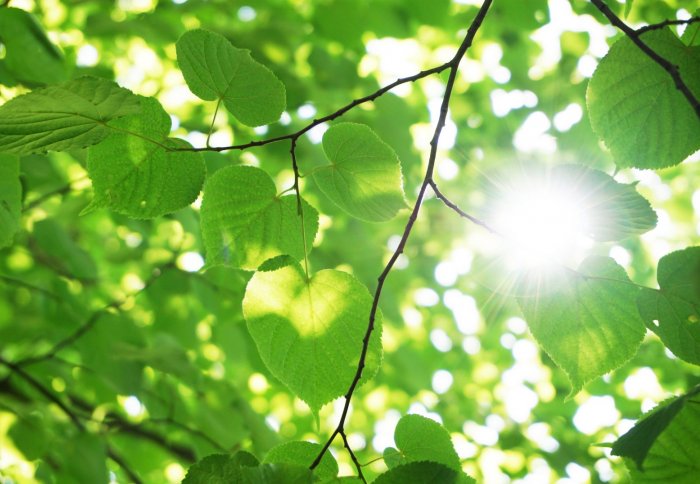 Researchers discover feedback mechanism in photosynthesis that ...